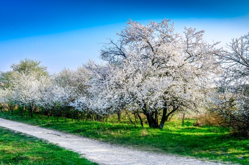 Όμορφα ανθίζοντας δέντρα άνοιξη και ένας δρόμος στοκ εικόνα