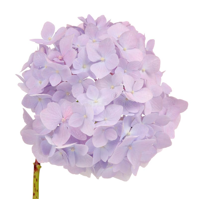 Όμορφα ανοικτό μωβ λουλούδια Hydrangea στο άσπρο υπόβαθρο στοκ φωτογραφία με δικαίωμα ελεύθερης χρήσης