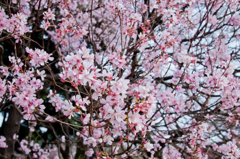 Όμορφα δέντρα λουλουδιών sakura ανθών κερασιών πλήρους άνθισης ρόδινα στοκ εικόνα με δικαίωμα ελεύθερης χρήσης Όμορφα δέντρα λουλουδιών sakura ανθών κερασιών πλήρους άνθισης ρόδινα στοκ εικόνα με δικαίωμα ελεύθερης χρήσης