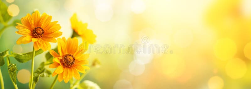 Beautiful yellow flowers on blurred background with bokeh and copy space. Autumn or summer festive natural background. Beautiful yellow flowers on blurred background with bokeh and copy space. Autumn or summer festive natural background.