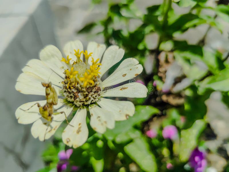 όμορφα λευκά λουλούδια πάνω σε μικρά ακρίδια στοκ εικόνα