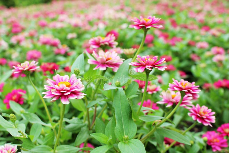 Όμορφα μικρά ρόδινα και άσπρα χρώματα της Zinnia Elegans Flowers στο θαυμάσιο υπόβαθρο λουλουδιών στοκ εικόνα με δικαίωμα ελεύθερης χρήσης Όμορφα μικρά ρόδινα και άσπρα χρώματα της Zinnia Elegans Flowers στο θαυμάσιο υπόβαθρο λουλουδιών στοκ εικόνα με δικαίωμα ελεύθερης χρήσης