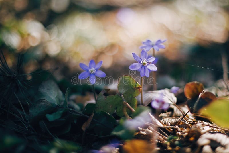 Όμορφα πορφυρά nobilis hepatica λουλουδιών στα ηλιόλουστα ξύλα άνοιξη Φρέσκα πρώτα λουλούδια στο θερμό φως του ήλιου στο δασικό στοκ εικόνα με δικαίωμα ελεύθερης χρήσης