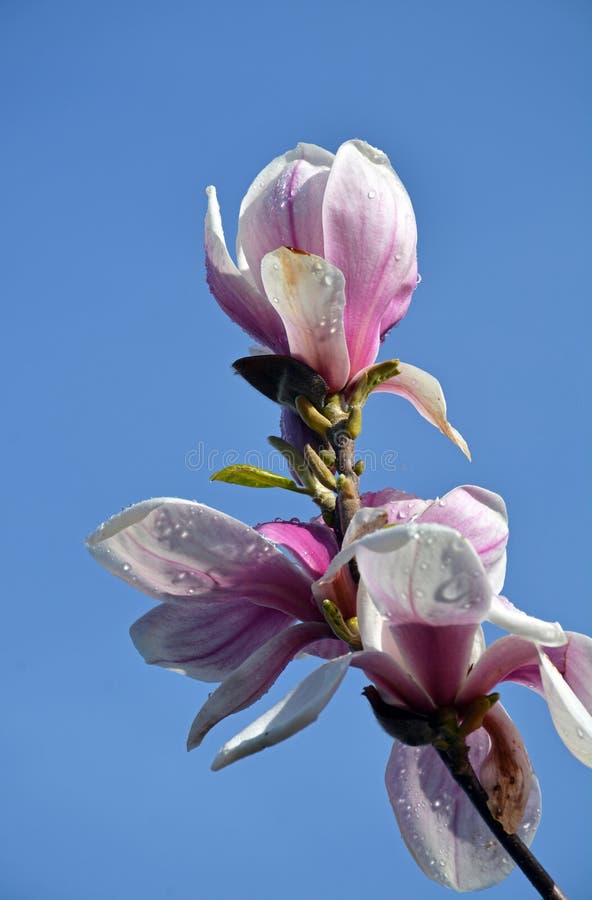 Όμορφα ρόδινα άνθη magnolia στοκ εικόνα με δικαίωμα ελεύθερης χρήσης