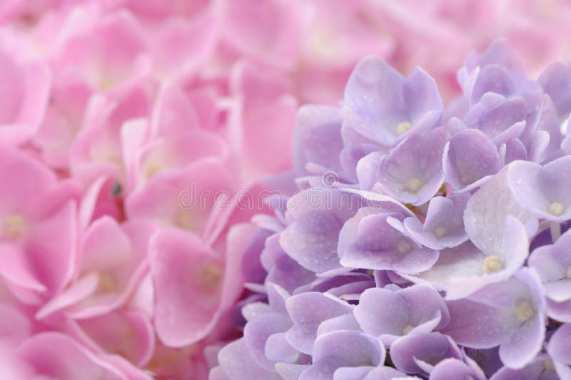Όμορφα ρόδινα και πορφυρά λουλούδια Hydrangea με τις πτώσεις νερού στοκ εικόνα