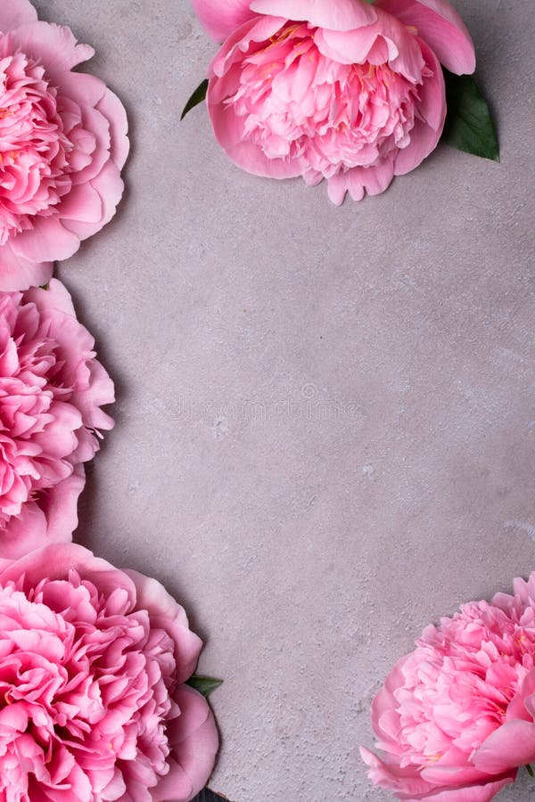 Όμορφα φρέσκα peonies στην ξύλινη επιφάνεια Floral πλαίσιο με τα ρόδινα peonies στο γκρίζο υπόβαθρο στοκ φωτογραφία
