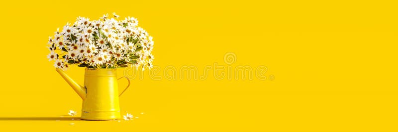 όμορφα χαμομήλια με κίτρινο δοχείο νερού σε κίτρινο φόντο. νωπά λευκά άνθη. φόντο έννοιας ελεύθερη απεικόνιση δικαιώματος