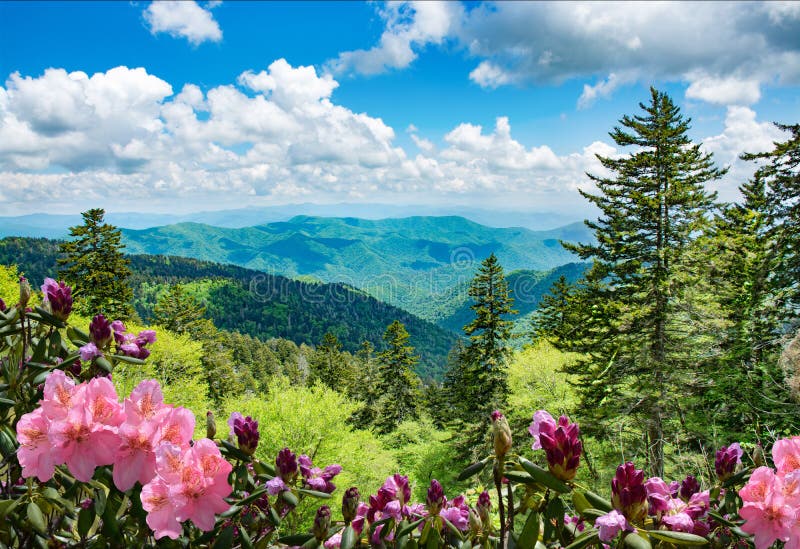 Beautiful azaleas blooming in mountains. Green hills,meadows and sky in the background. Summer mountain landscape. Near Asheville ,Blue Ridge Mountains, North Carolina, USA. Beautiful azaleas blooming in mountains. Green hills,meadows and sky in the background. Summer mountain landscape. Near Asheville ,Blue Ridge Mountains, North Carolina, USA.