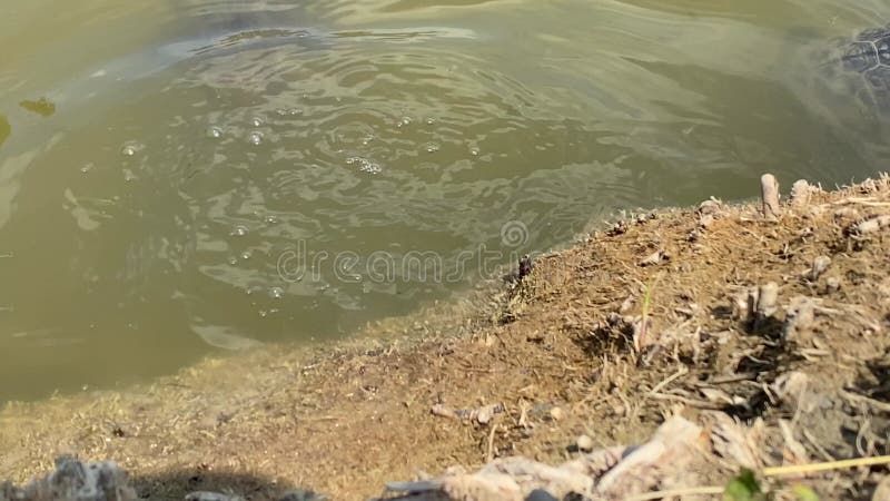 όμορφες χελώνες κολυμπάνε ανάμεσα σε μικρά ψάρια στη λίμνη