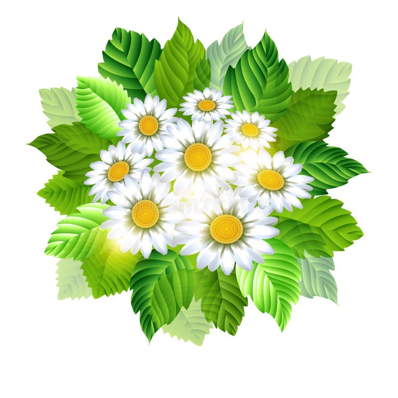 Όμορφη chamomile ανθοδέσμη διανυσματική απεικόνιση