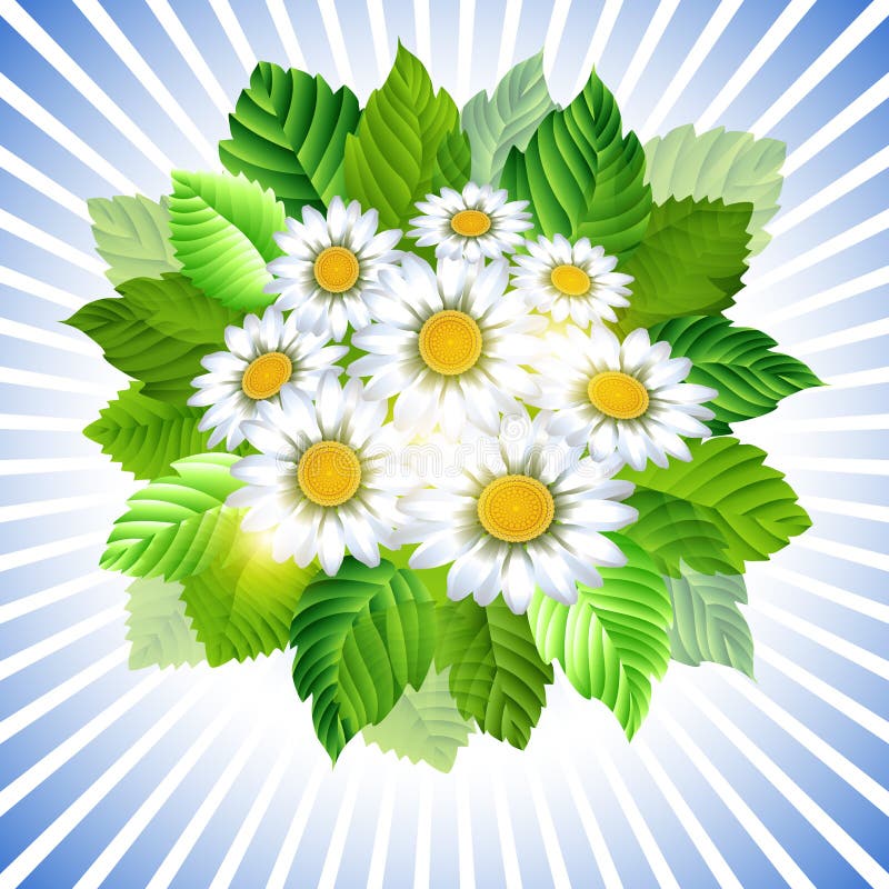 Όμορφη chamomile ανθοδέσμη απεικόνιση αποθεμάτων