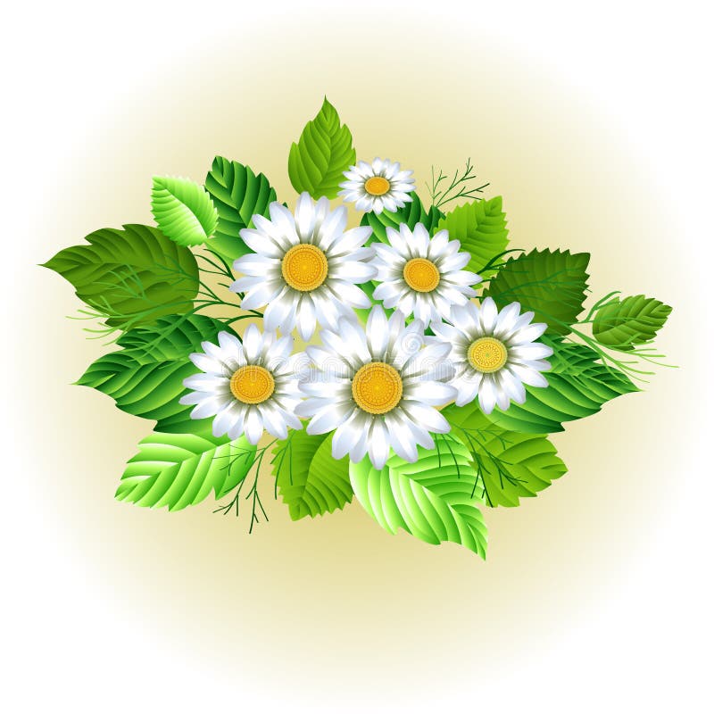 Όμορφη chamomile ανθοδέσμη διανυσματική απεικόνιση