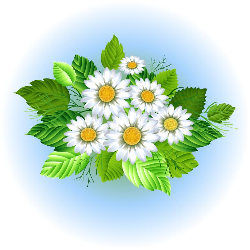 Όμορφη chamomile ανθοδέσμη απεικόνιση αποθεμάτων