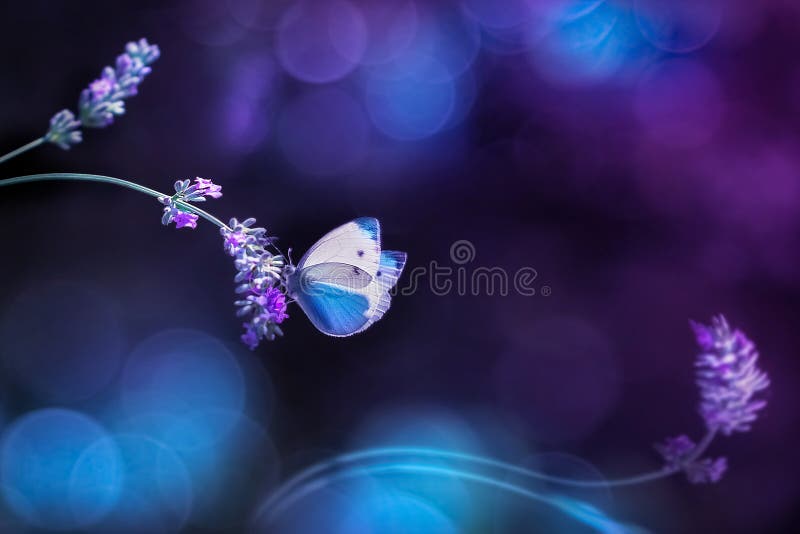 Όμορφη άσπρη μπλε πεταλούδα στα λουλούδια lavender Φυσική εικόνα θερινής άνοιξης στους μπλε και πορφυρούς τόνους Ελεύθερου χώρου στοκ εικόνες με δικαίωμα ελεύθερης χρήσης