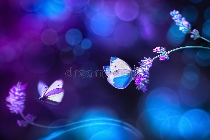 Όμορφη άσπρη μπλε πεταλούδα στα λουλούδια lavender Φυσική εικόνα θερινής άνοιξης στους μπλε και πορφυρούς τόνους στοκ εικόνες
