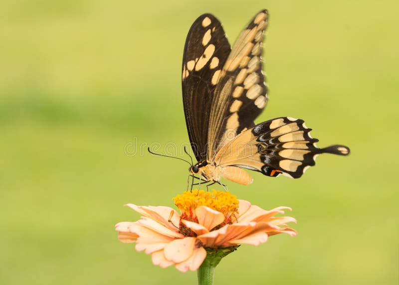 Όμορφη γιγαντιαία πεταλούδα Swallowtail στη χλωμή πορτοκαλιά Zinnia στοκ φωτογραφία