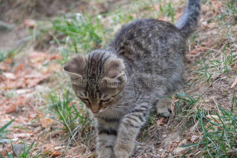 Beautiful stray kitten in the street, mixed-breed cat with beautiful eyes, animal themes. Beautiful stray kitten in the street, mixed-breed cat with beautiful eyes, animal themes