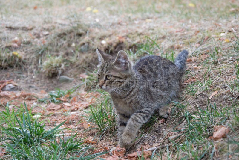 Beautiful stray kitten in the street, mixed-breed cat with beautiful eyes, animal themes. Beautiful stray kitten in the street, mixed-breed cat with beautiful eyes, animal themes