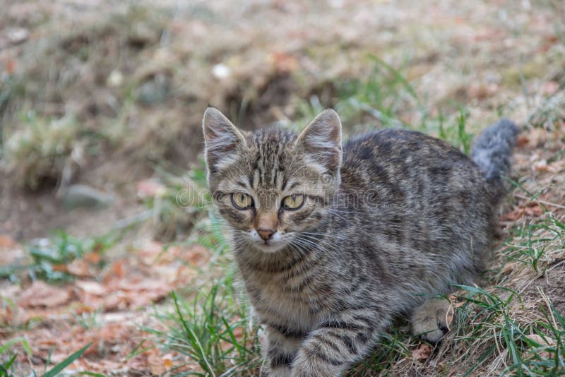 Beautiful stray kitten in the street, mixed-breed cat with beautiful eyes, animal themes. Beautiful stray kitten in the street, mixed-breed cat with beautiful eyes, animal themes