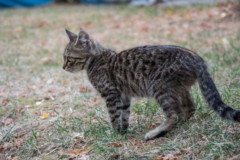 Beautiful stray kitten in the street, mixed-breed cat with beautiful eyes, animal themes. Beautiful stray kitten in the street, mixed-breed cat with beautiful eyes, animal themes