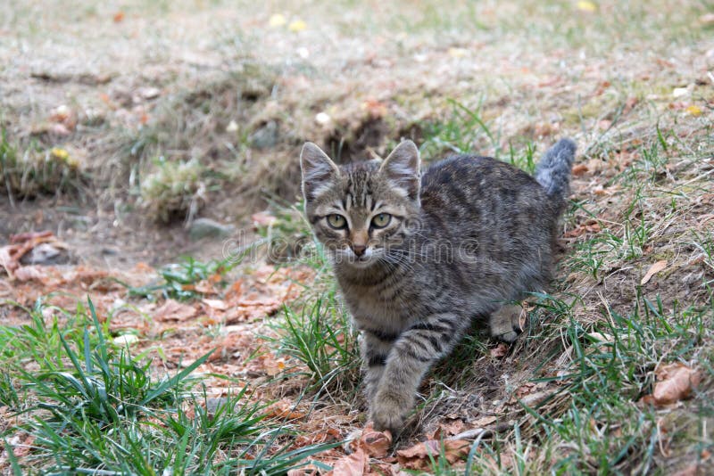 Beautiful stray kitten in the street, mixed-breed cat with beautiful eyes, animal themes. Beautiful stray kitten in the street, mixed-breed cat with beautiful eyes, animal themes