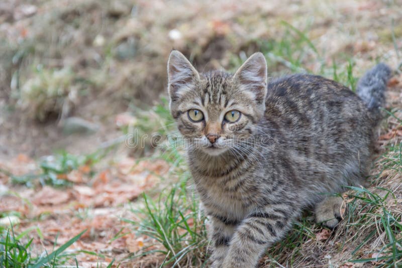 Beautiful stray kitten in the street, mixed-breed cat with beautiful eyes, animal themes. Beautiful stray kitten in the street, mixed-breed cat with beautiful eyes, animal themes