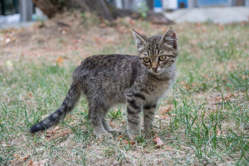 Beautiful stray kitten in the street, mixed-breed cat with beautiful eyes, animal themes. Beautiful stray kitten in the street, mixed-breed cat with beautiful eyes, animal themes