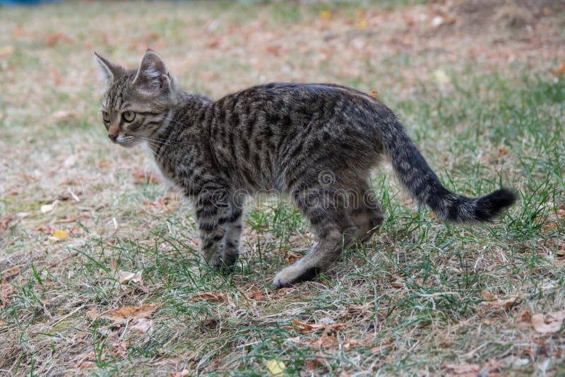 Beautiful stray kitten in the street, mixed-breed cat with beautiful eyes, animal themes. Beautiful stray kitten in the street, mixed-breed cat with beautiful eyes, animal themes