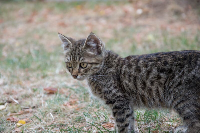 Beautiful stray kitten in the street, mixed-breed cat with beautiful eyes, animal themes. Beautiful stray kitten in the street, mixed-breed cat with beautiful eyes, animal themes