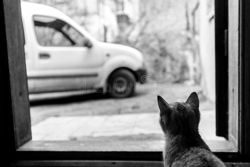 Όμορφη εσωτερική γκρίζα γλυκιά συνεδρίαση γατών στο σπίτι και θόριο στοκ εικόνα με δικαίωμα ελεύθερης χρήσης Όμορφη εσωτερική γκρίζα γλυκιά συνεδρίαση γατών στο σπίτι και θόριο στοκ εικόνα με δικαίωμα ελεύθερης χρήσης