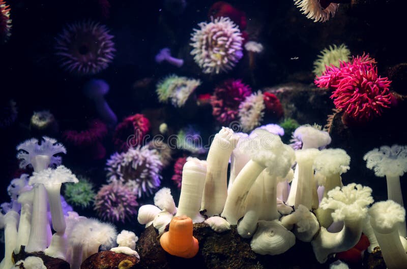 Όμορφη ζωηρόχρωμη θάλασσα anemones, διάφοροι διαφορετικοί τύποι θερμών χρωμάτων στοκ φωτογραφία με δικαίωμα ελεύθερης χρήσης