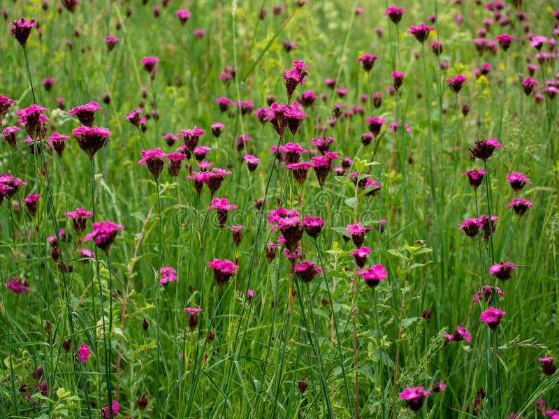 όμορφη θέα άνθη του dianthus carethanorum ροζ άνθη με πράσινο γρασίδι την ηλιόλουστη ημέρα στο λιβάδι στοκ φωτογραφίες με δικαίωμα ελεύθερης χρήσης