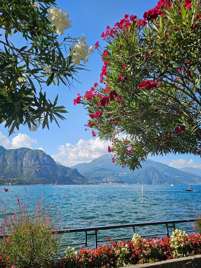 όμορφη θέα της λίμνης como lago di como με ζωντανά λουλούδια στο bellagio italy στοκ φωτογραφίες