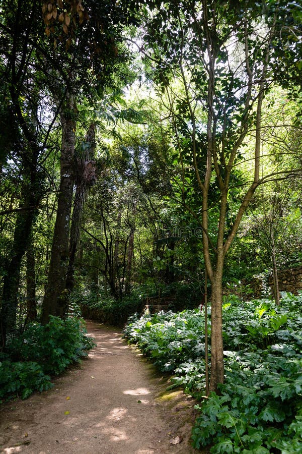 όμορφη θέα των ψηλών δέντρων στην πόλη quinta das lagrimas garden στην κοίμπρα πορτογαλία στοκ φωτογραφία με δικαίωμα ελεύθερης χρήσης