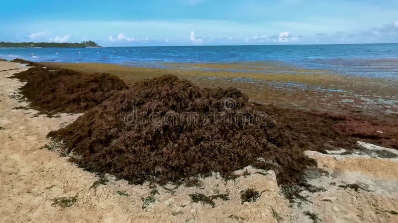 όμορφη καραϊβική παραλία εντελώς βρώμικο βρώμικο πρόβλημα με τα φύκια μεξικό απόθεμα βίντεο