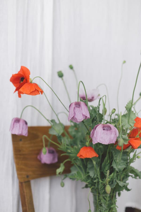 όμορφη κόκκινη και μοβ ανθοδέσμη poppies ανθοδέσμη σε ξύλινη καρέκλα στο φόντο της κακής υφαντικής στο δωμάτιο. συγκέντρωση αγριολούλουδα στην ύπαιθρο. κοινά άνθη παπαρούνας και παπαρούνας σε βάζο