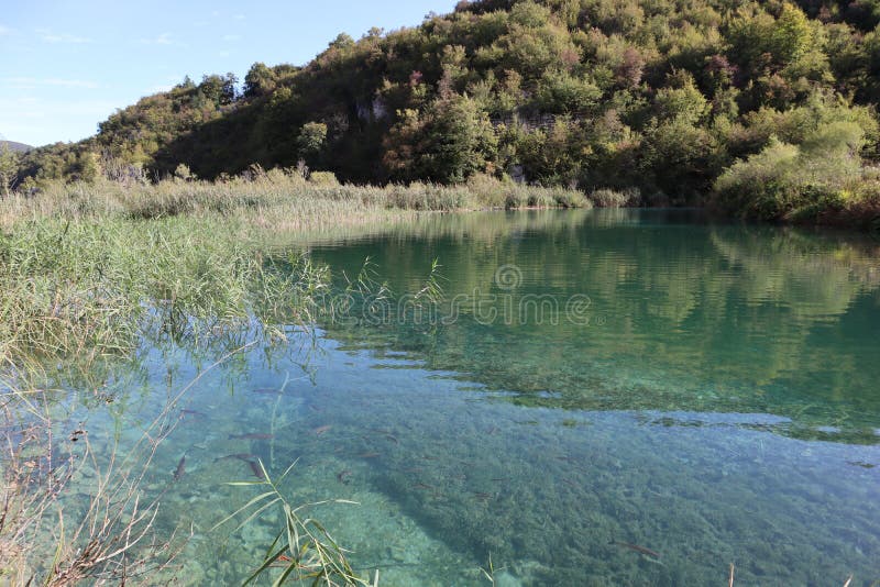 όμορφη λίμνη με καθαρό τυρκουάζ νερό και μεγάλα ψάρια σε ένα ηλιόλουστο φθινοπωρινό πάρκο. όμορφο τοπίο γαλάζιο νερό της λίμνης, μέσω του οποίου μπορείτε να δείτε ψάρια και πέτρες στον βυθό, στο φόντο βουνών καλυμμένα με πυκνό δάσος και καθαρό γαλάζιο ουρανό