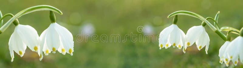 όμορφη πανοραμική εικόνα του ανοιχτού πράσινου ανοιξιάτικου τοπίου με ανοιξιάτικα λεύκωμα λευκοζουμ φωτισμένο από στοκ εικόνα με δικαίωμα ελεύθερης χρήσης