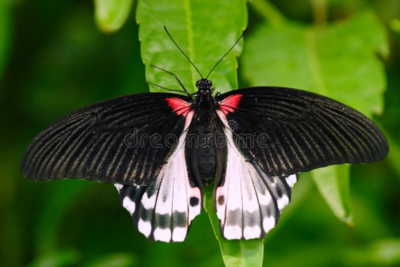 Όμορφη πεταλούδα από το Μπόρνεο Ερυθρό swallowtail, rumanzovia Papilio, που κάθεται στα πράσινα φύλλα Έντομο στο σκοτεινό τροπικό στοκ εικόνες