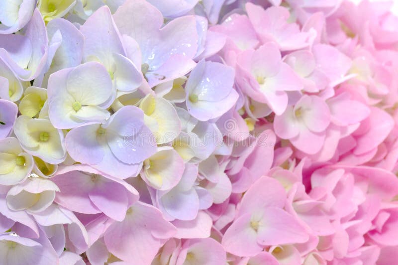 όμορφη ρόδινη πορφύρα hydrangea λο&upsilo στοκ φωτογραφία