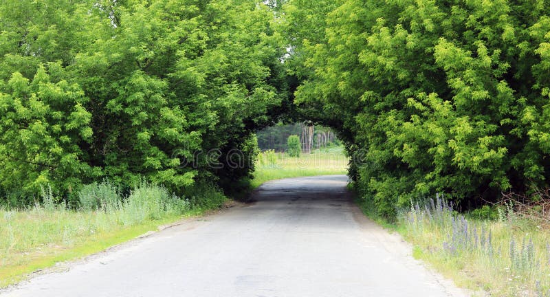 Όμορφη φυσική αψίδα, παρόμοια με τη σήραγγα, πέρα από τον αγροτικό δρόμο το καλοκαίρι στον καλό καιρό στοκ φωτογραφία με δικαίωμα ελεύθερης χρήσης Όμορφη φυσική αψίδα, παρόμοια με τη σήραγγα, πέρα από τον αγροτικό δρόμο το καλοκαίρι στον καλό καιρό στοκ φωτογραφία με δικαίωμα ελεύθερης χρήσης