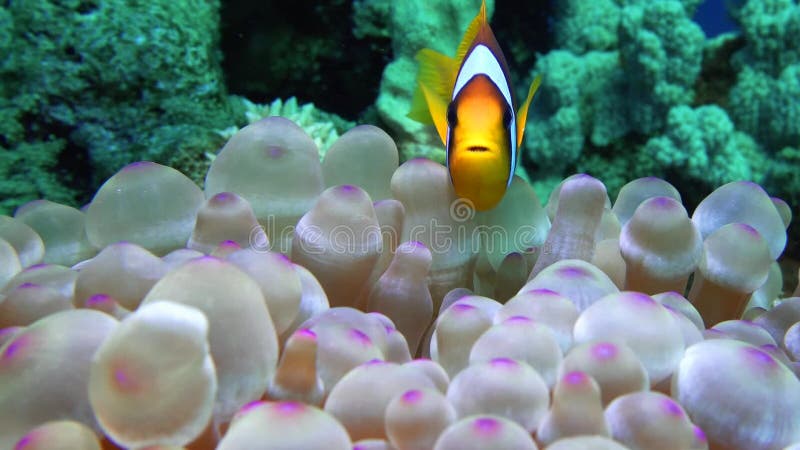 Όμορφο anemone σε μια τροπική Ερυθρά Θάλασσα κοραλλιογενών υφάλων
