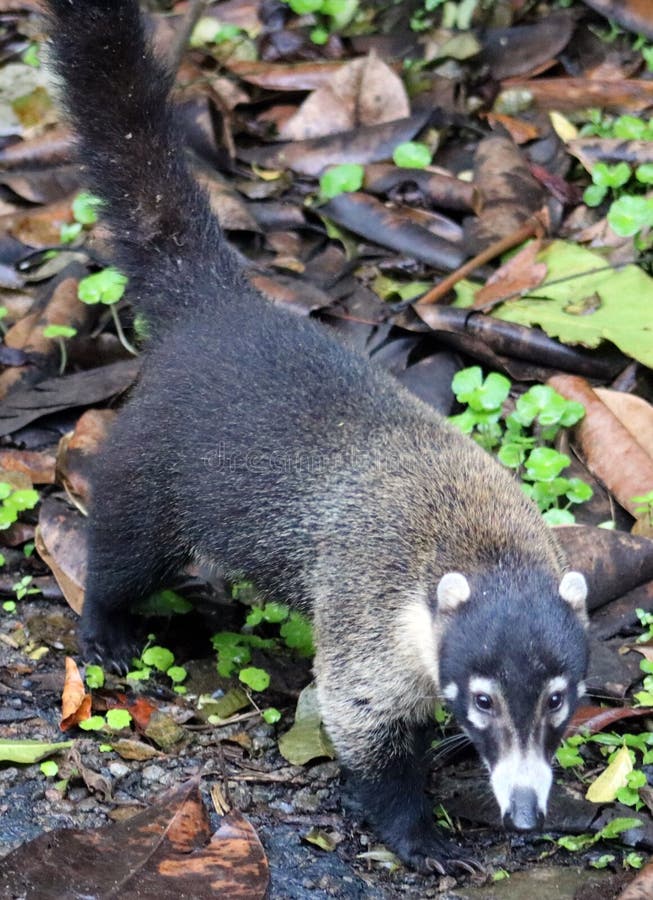 Όμορφο coati στο Κεντρικής Αμερικής racoon ζουγκλών της Κόστα Ρίκα στοκ φωτογραφία Όμορφο coati στο Κεντρικής Αμερικής racoon ζουγκλών της Κόστα Ρίκα στοκ φωτογραφία