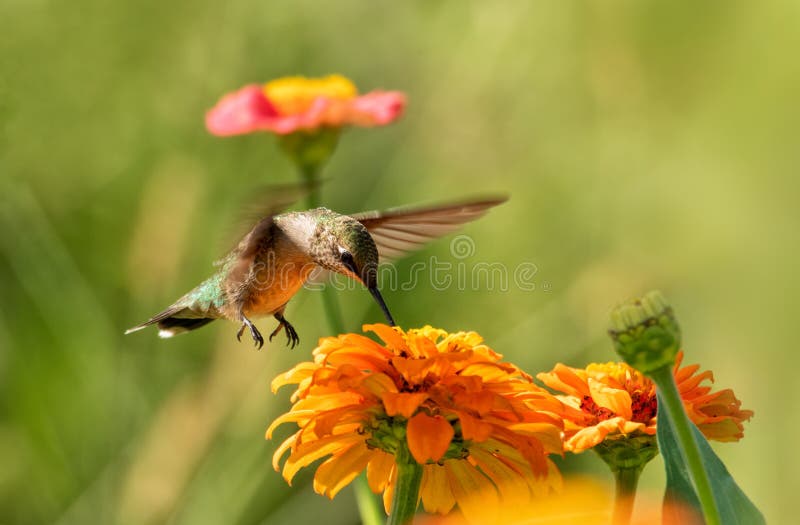 Όμορφο Hummingbird παίρνει νέκταρ από ένα πορτοκαλί λουλούδι Ζίνια στοκ φωτογραφίες με δικαίωμα ελεύθερης χρήσης