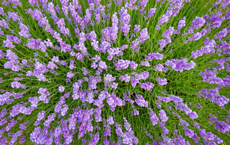 Όμορφο lavender ανθίζει λεπτομερώς στοκ εικόνες