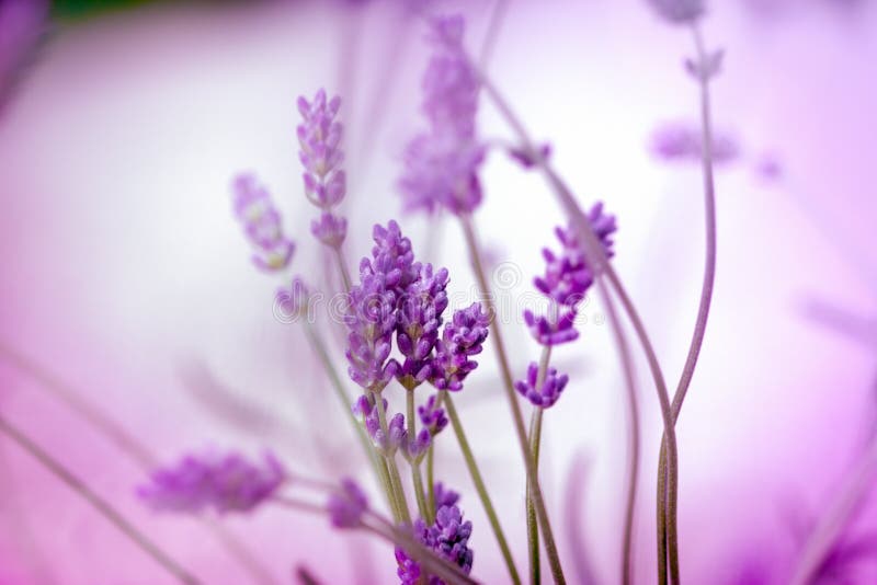 Όμορφο lavender λουλούδι κινηματογραφήσεων σε πρώτο πλάνο λουλουδιών στον κήπο λουλουδιών στοκ εικόνες με δικαίωμα ελεύθερης χρήσης