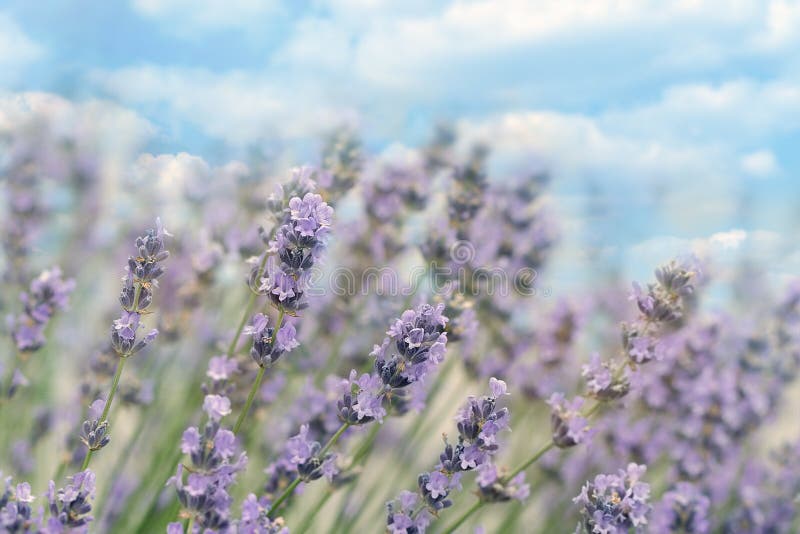 Όμορφο lavender λουλούδι στον κήπο, τον ουρανό και τα σύννεφα στο υπόβαθρο στοκ εικόνες