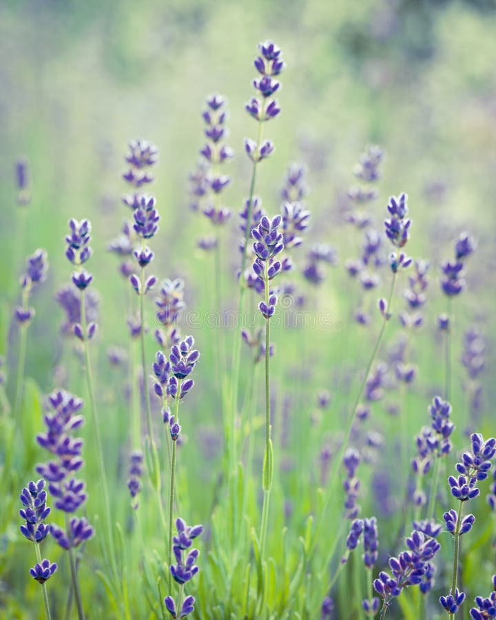 Όμορφο lavender λουλούδι στρέψτε μαλακό στοκ φωτογραφία