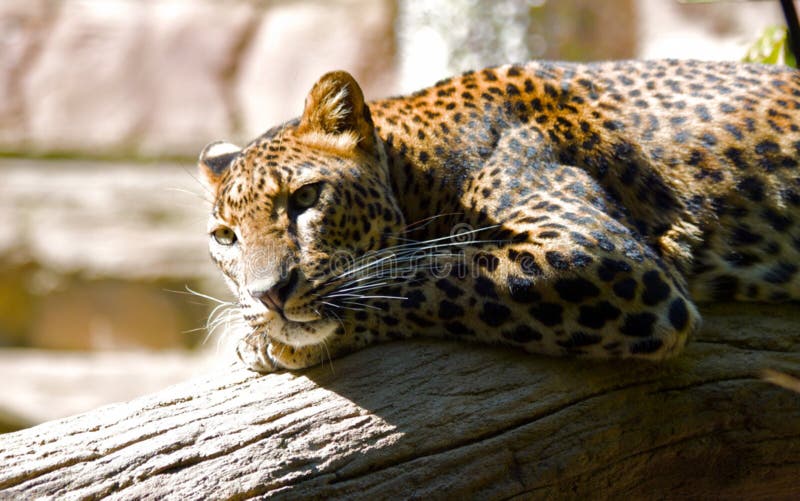 Όμορφο leopard στοκ εικόνα με δικαίωμα ελεύθερης χρήσης