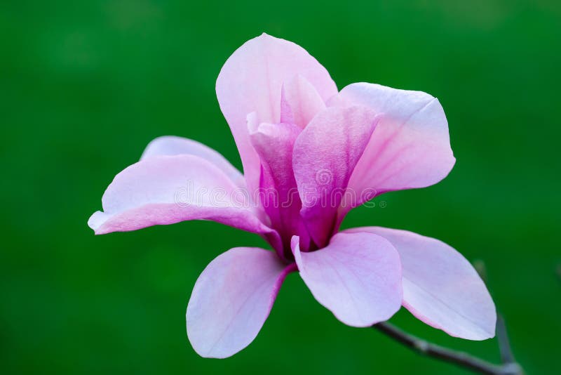 όμορφο magnolia λουλουδιών στοκ φωτογραφία με δικαίωμα ελεύθερης χρήσης όμορφο magnolia λουλουδιών στοκ φωτογραφία με δικαίωμα ελεύθερης χρήσης